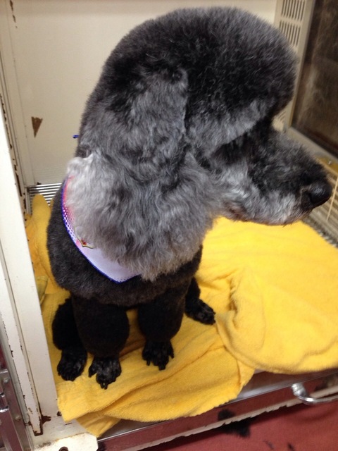 その他 埼玉の動物病院 埼玉動物医療センター