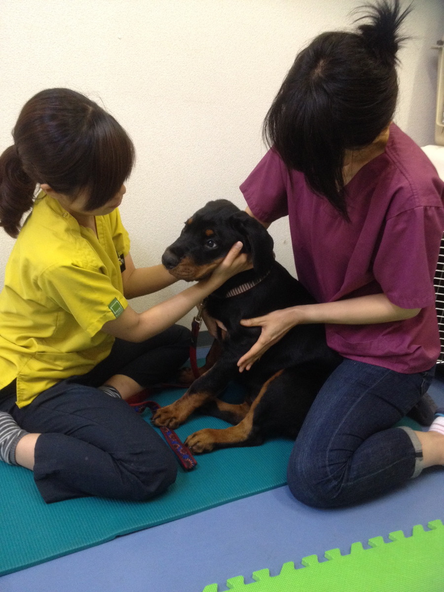 犬のリハビリテーション