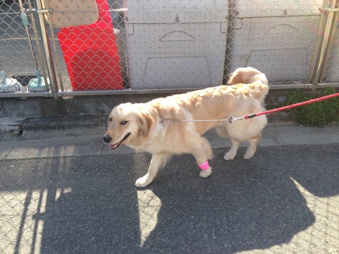 犬の避妊手術 胃固定手術 埼玉の動物病院 埼玉動物医療センター