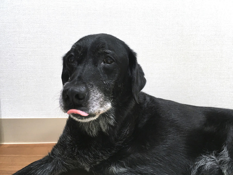 りゅうくんが亡くなりました 埼玉の動物病院 埼玉動物医療センター