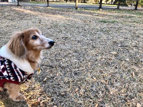 我が家には13歳のミニチュアダックスフンドがいます 埼玉の動物病院 埼玉動物医療センター